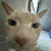17e4c4 gato maldito